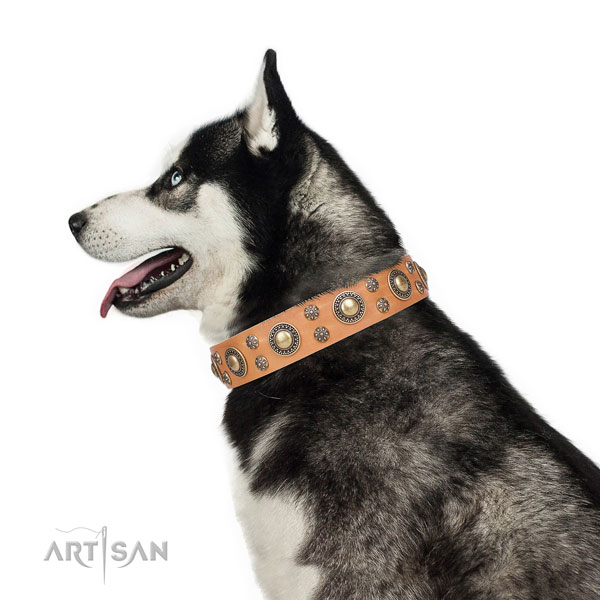 Siberian Husky easy wearing full grain leather dog collar for daily use
