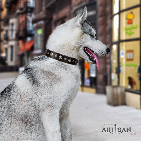 Siberian Husky full grain natural leather dog collar with adornments for everyday walking
