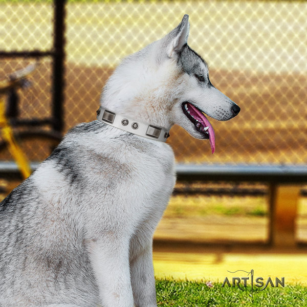 Siberian Husky exceptional studded full grain leather dog collar