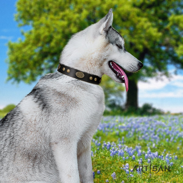Siberian Husky full grain genuine leather dog collar with adornments for daily use