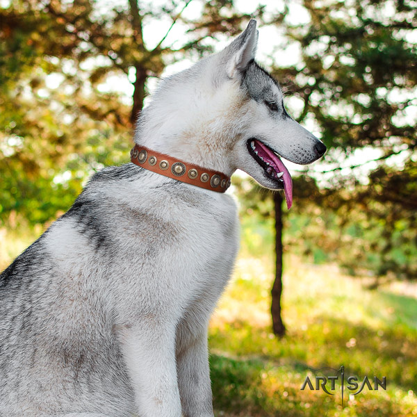 Siberian Husky full grain genuine leather dog collar with adornments for handy use