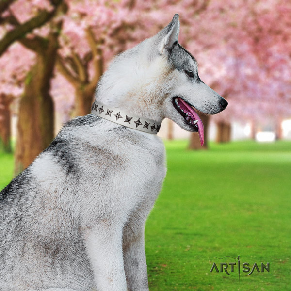 Siberian Husky natural genuine leather dog collar with studs for everyday walking