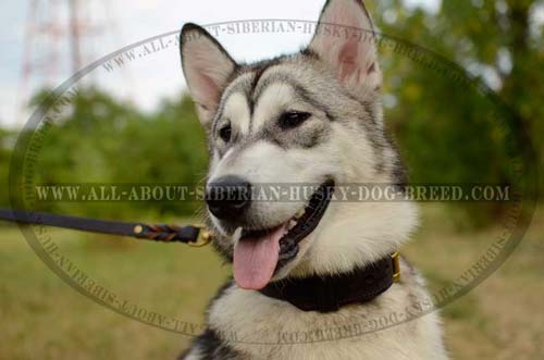 Extra wide 2 ply leather Siberian Husky collar