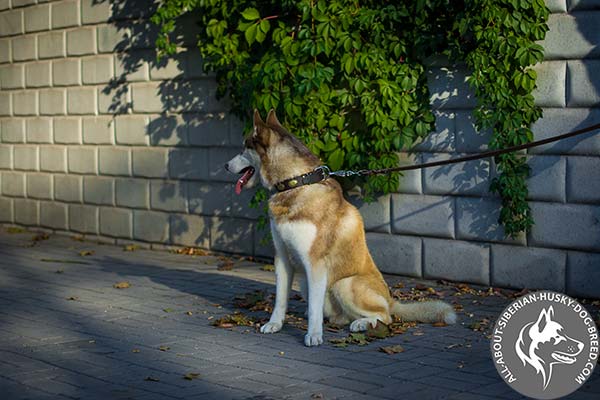 Siberian Husky leather collar of genuine materials with handset plates for perfect control