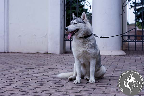 Siberian Husky black leather collar of genuine materials with spikes for any activity