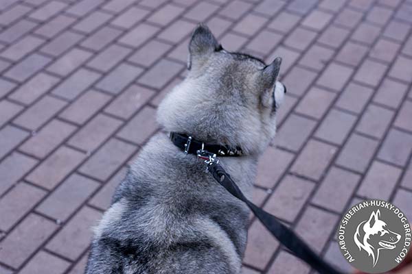 Siberian Husky black leather collar with non-corrosive fittings for basic training