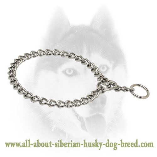 Siberian Husky Chain Slip Collar for Walking and Training