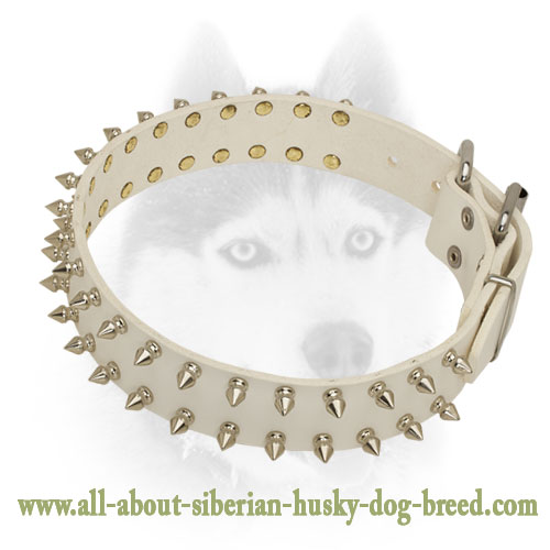 Incredible leather Siberian Husky collar with old nickel  spikes