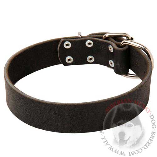 Training Walking Leather Siberian Husky Collar with Polished Surface