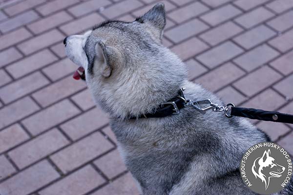 Spiked Siberian Husky Collar with Durable Nickel-plated Hardware