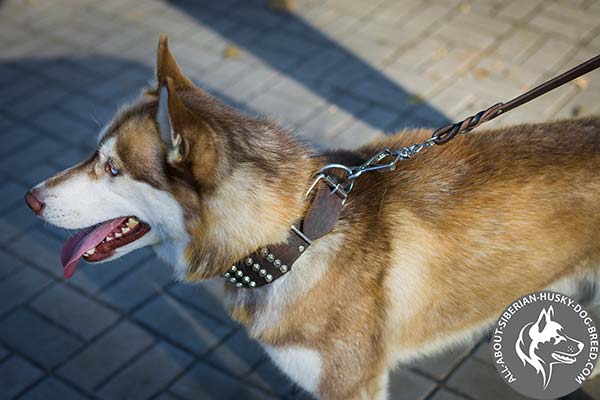 Studded Siberian Husky Collar with Durable Hardware for Improved Control
