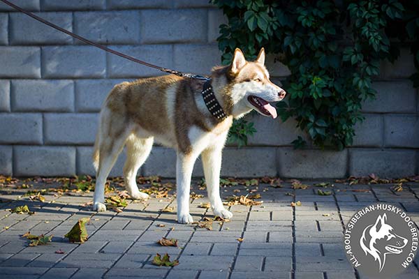 Super Wide Studded Leather Collar for Siberian Husky Mod