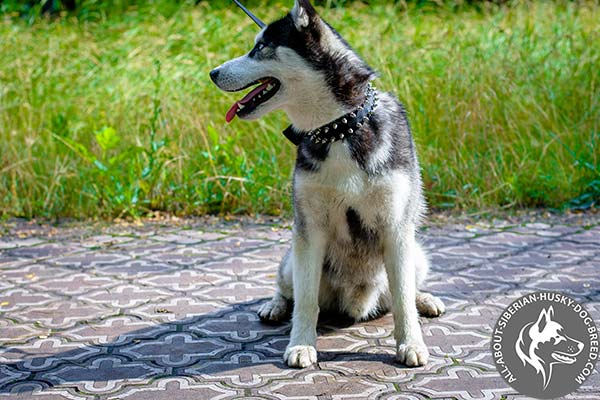 Stunning Design Nylon Spiked Siberian Husky Collar