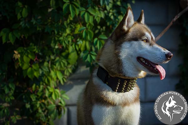 Spiked Siberian Husky Collar - 3 inch Wide