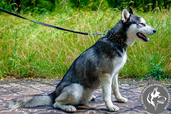 Spiked  Siberian Husky Collar of Thick Leather