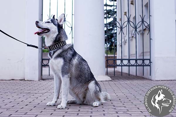 Strong Leather Dog Collar with Easy-to-Attach Strong D-ring