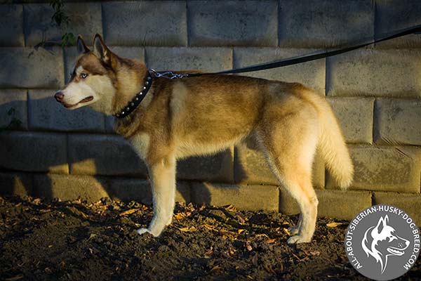 Studded Siberian Husky Collar of Super Strong Nylon