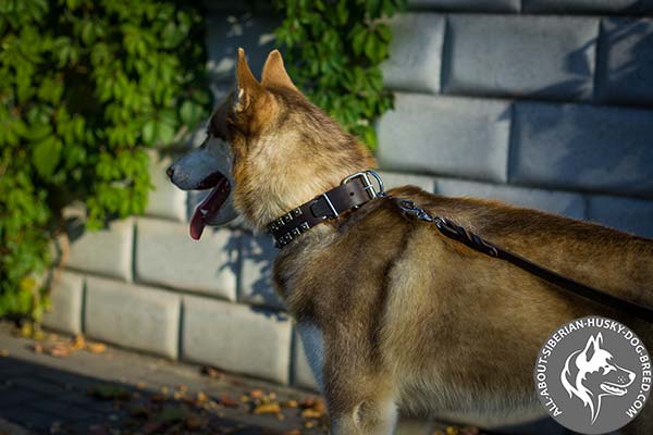 Studded Leather Siberian Husky Collar with Traditional Buckle 