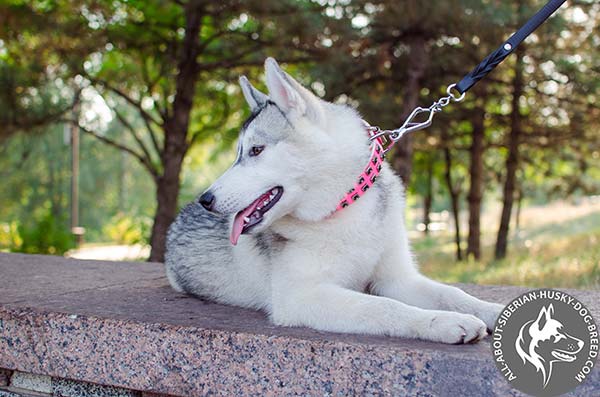 Stylish Pink Siberian Husky Collar with Nickel-plated D-ring