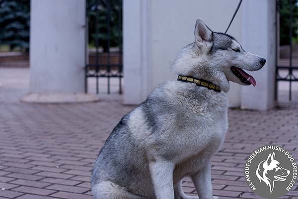 Hand Polished Leather Siberian Husky Collar