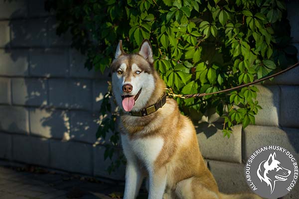 Siberian Husky Collar Adorned with Plates, Spikes and Pyramids