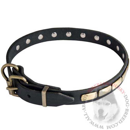 Siberian Husky Leather Training Collar with steel old brass plated Fittings