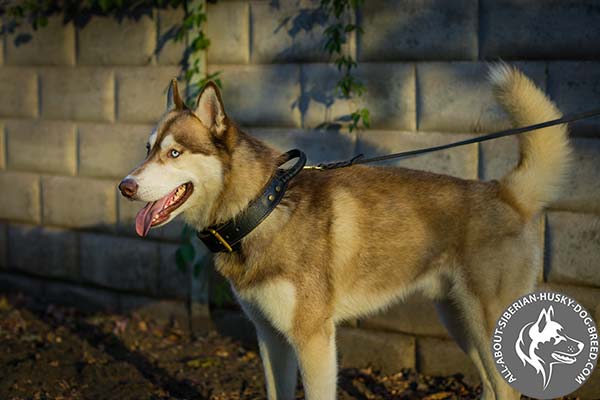 Agitation Training Siberian Husky Collar of 2 Ply Leather