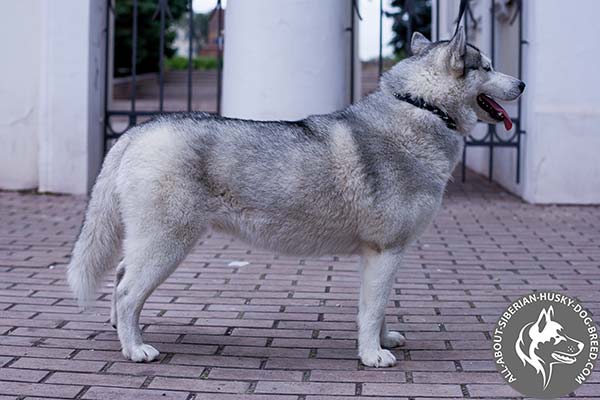 Trendy Leather Siberian Husky Collar with Row of Spikes