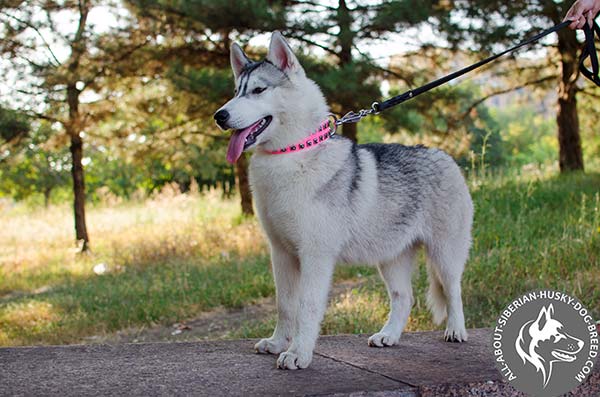 Uniquely Decorated Leather Siberian Husky Collar in Pink 