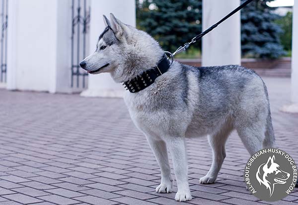 Uniquely Adorned Leather Siberian Husky Collar - Extrenmely Wide