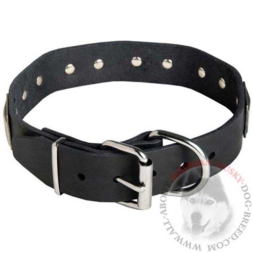 Siberian Husky Leather Collar with Steel Nickel Plated Hardware