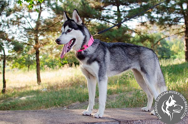 Vintage Pink Leather Siberian Husky Collar with Brass Ovals