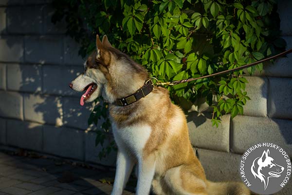 Vintage Leather Dog Collar with Durable Brass Hardware