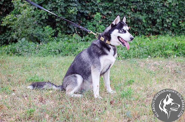 Vintage Siberian Husky Collar for Stylish Walking