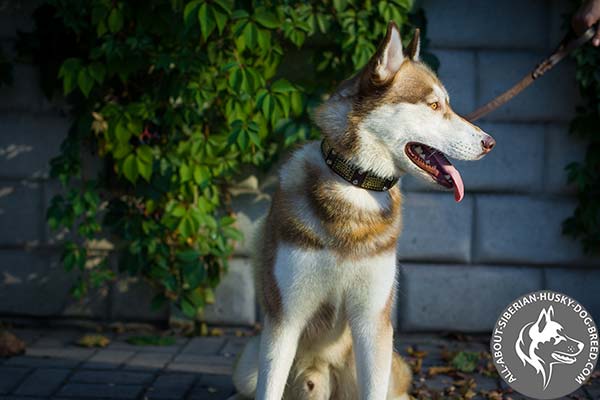 Siberian Husky Collar with Engraved Plates and Smooth Pyramids