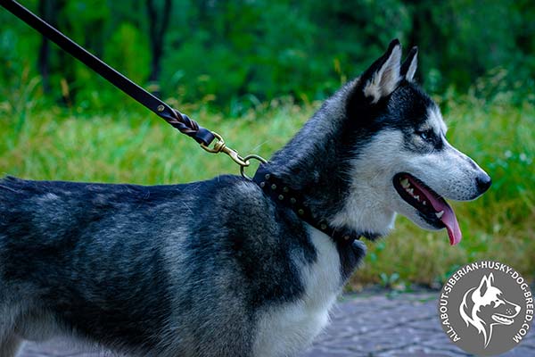 Fancy Design Leather Siberian Husky Collar with Brass Cones