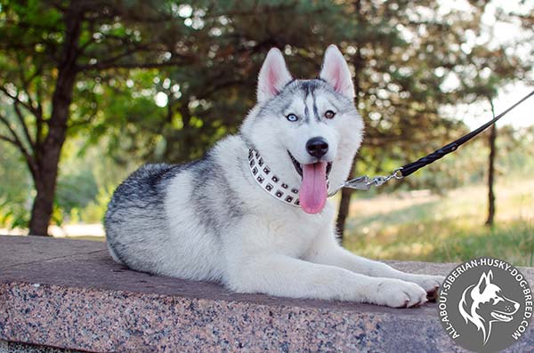 Comfy to Wear Leather Dog Collar for Regular Walks
