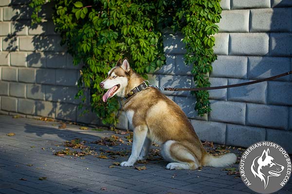 Walking Siberian Husky Collar with Nickel-plated Hardware