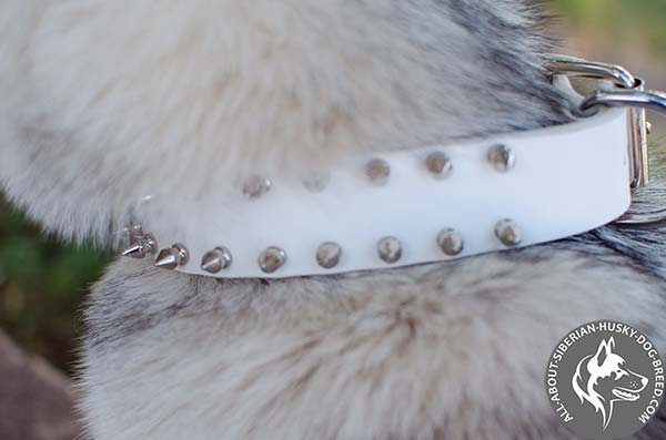 Attractive White Leather Siberian Husky Collar with Shiny Spikes