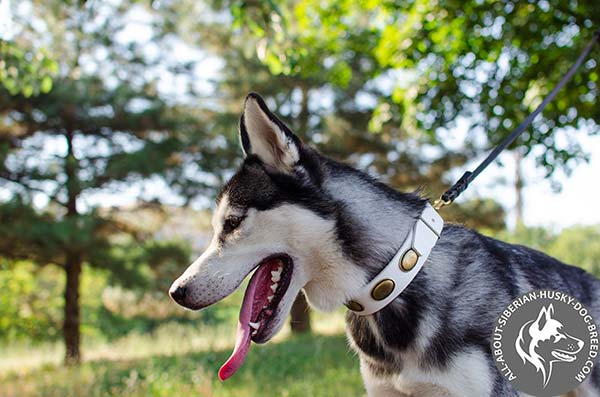 White Leather Siberian Husky Collar with Exclusive Decorations