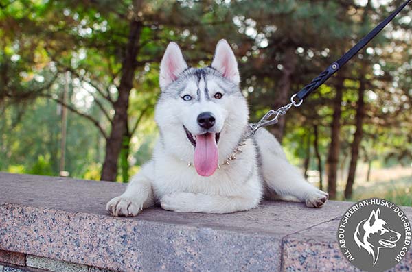 Spiked Leather Siberian Husky Collar with Heavy Duty Hardware