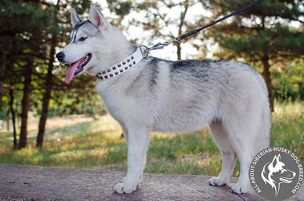Elegant White Leather Siberian Husky Collar of Matchless Design