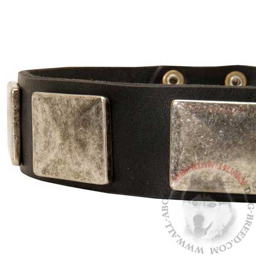 Siberian Husky Wide Leather Collar with Nickel Plates