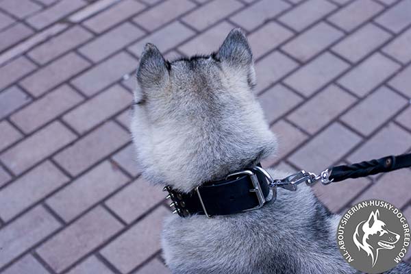 Leather Siberian Husky Collar with Massive Nickel-plated Hardware