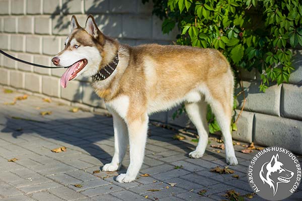 Wide Siberian Husky Collar for Best Walking