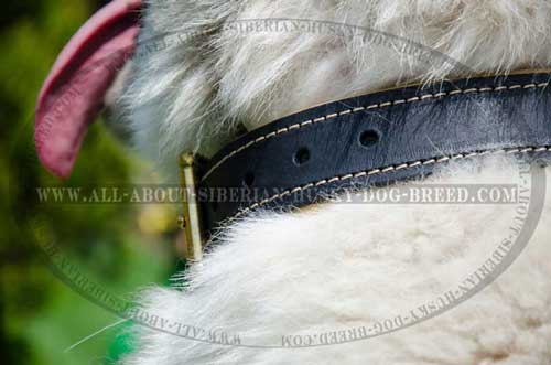 Extra wide leather collar with double stitching for Siberian Husky