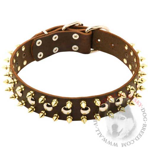 Dog Collar with Studs and Spikes to Walk Siberian Husky in Fashionable Look