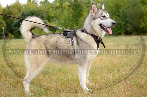 Felt Padded Leather Siberian Husky Harness Super Comfortable