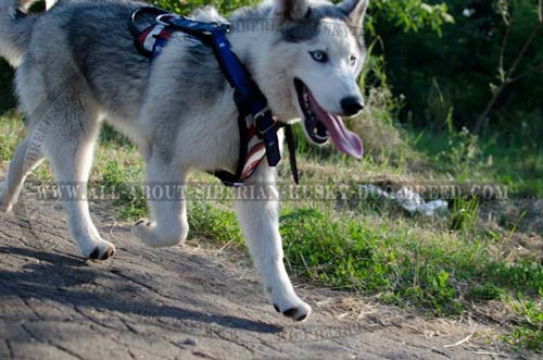 Comfortable leather harness for Siberian Husky