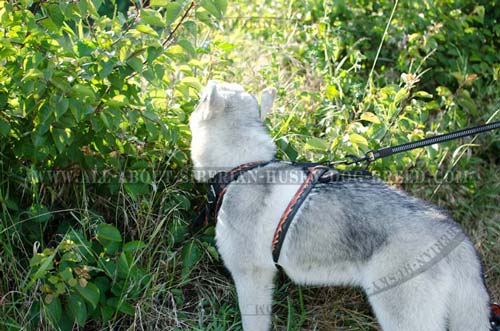 Comfortable Siberian Husky harness